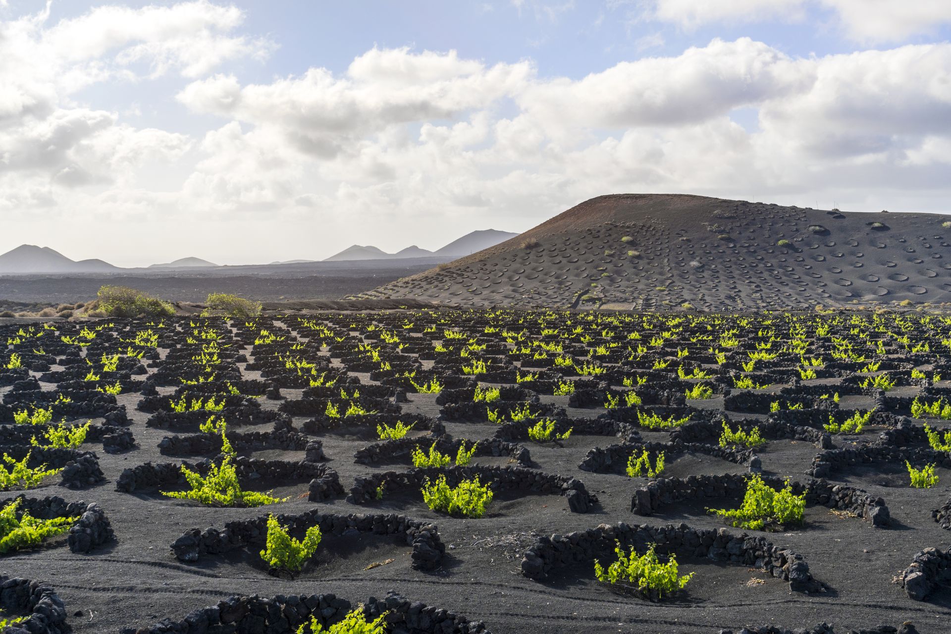 TOSCANA ECONOMY - Agricoltura: sfida al cambiamento climatico
