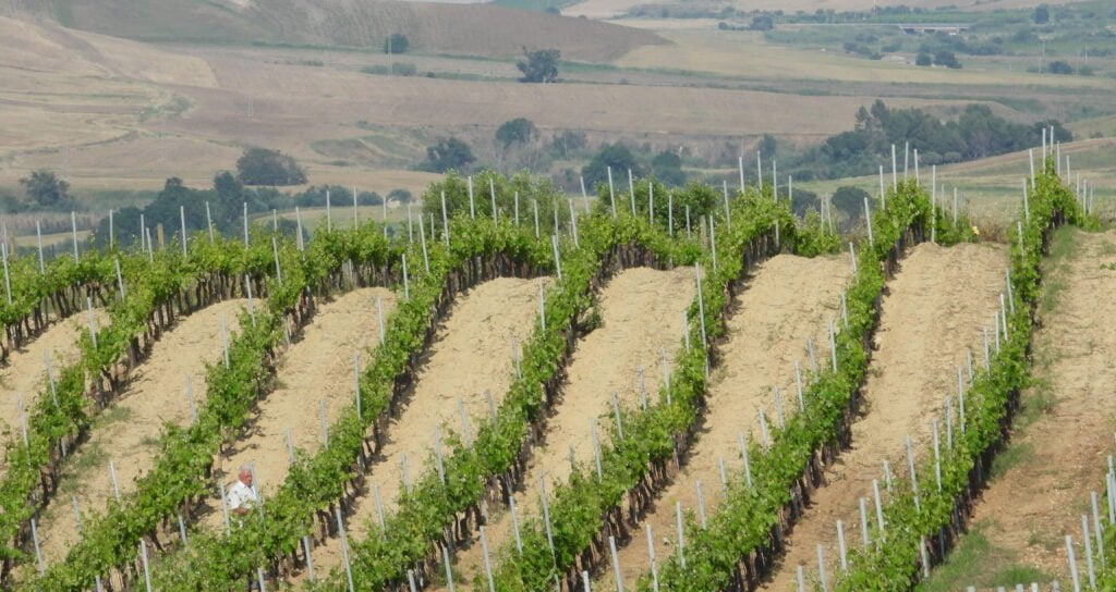 TOSCANA ECONOMY - Vino: rivoluzione dell'enoturismo