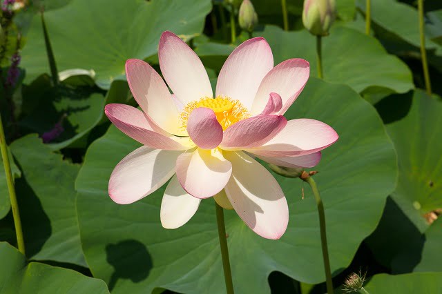 Fiore acquatico 