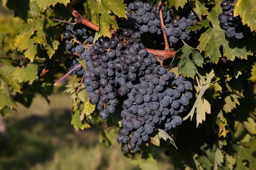 TOSCANA ECONOMY - Cresce il vino toscano