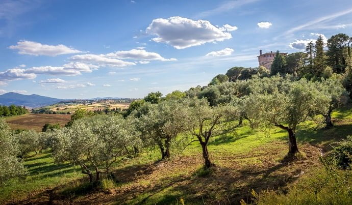 TOSCANA ECONOMY - Olio: Accordo per il turismo dell’oro verde