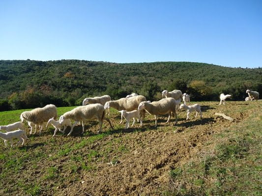 Toscana economy - presidio agnello pomarancino