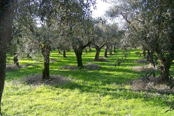 Toscana economy - presidio olio extravergine di oliva quercetana Slow Food