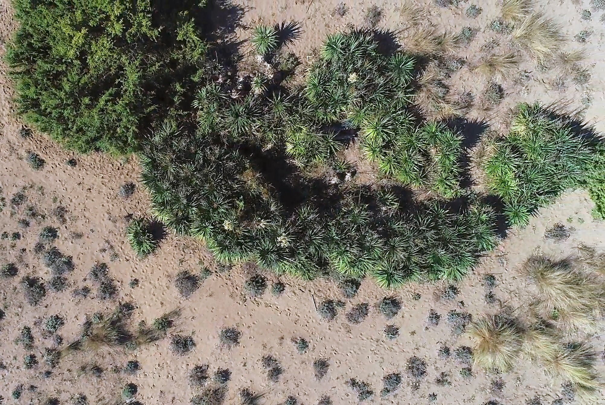 Toscana Economy - Alla ricerca delle piante aliene con i droni