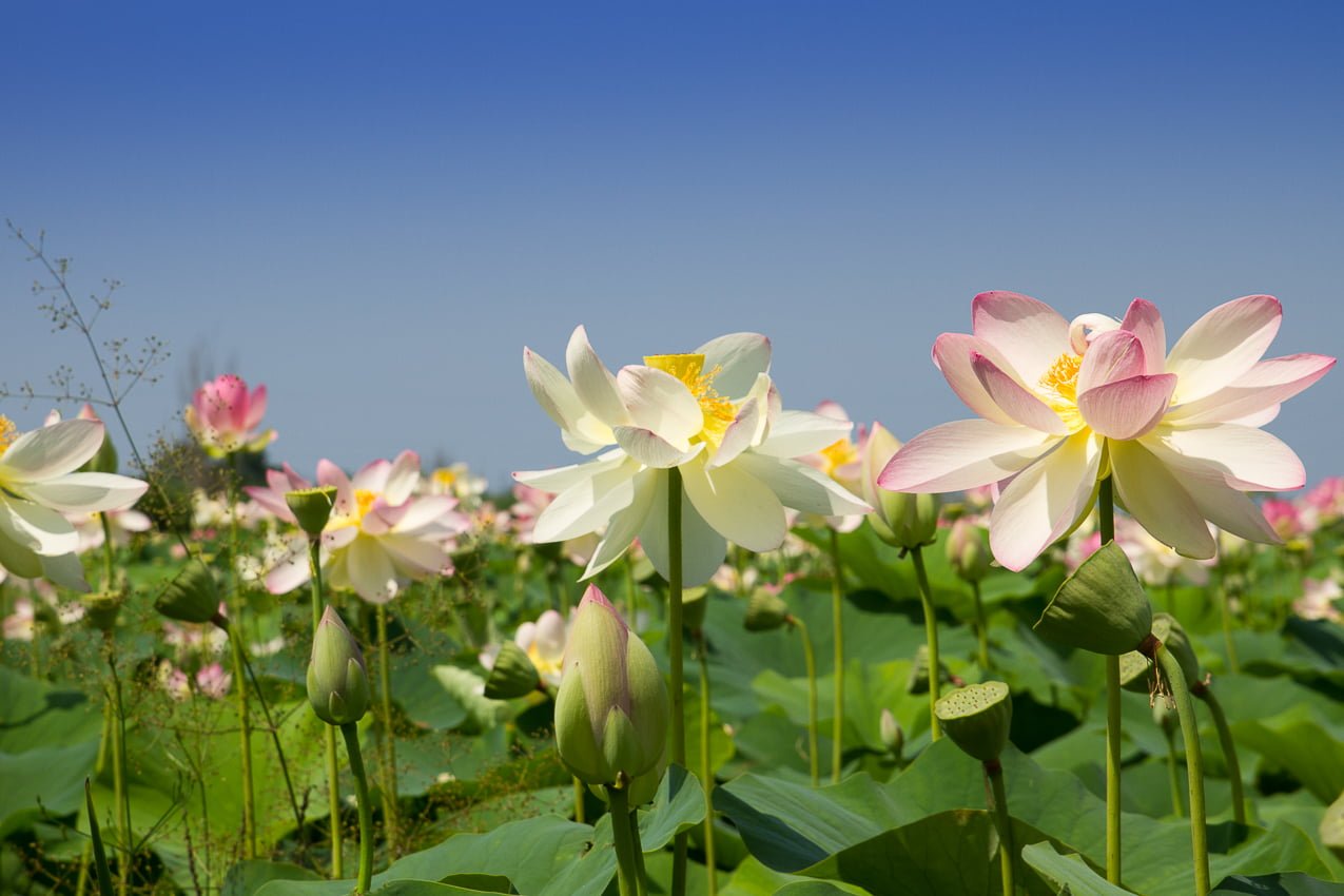 Fiori di loto bianchi 